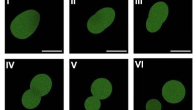 New synthetic cell can eat, grow, divide