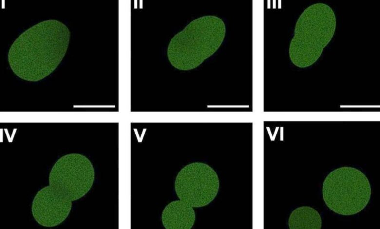New synthetic cell can eat, grow, divide