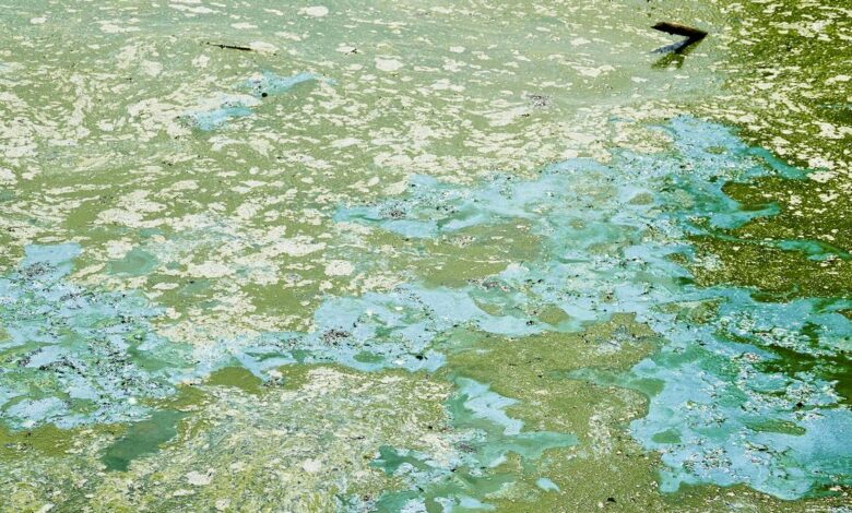 IIT Guwahati team finds blue-green algae can remove lead from water