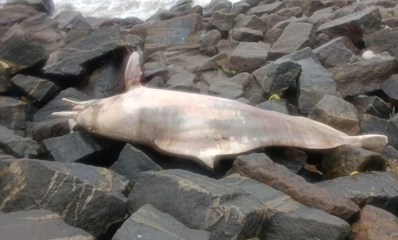What a dolphin’s death in Kerala reveals about India’s marine plastic pollution