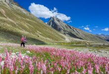 Wildflower season is here: From Kaas Plateau to Dzukou Valley, where to trek this season