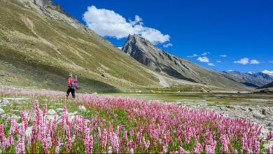 Wildflower season is here: From Kaas Plateau to Dzukou Valley, where to trek this season