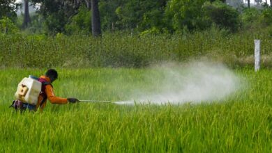 One body, multiple pathways: where India is going wrong in regulating pesticide exposure