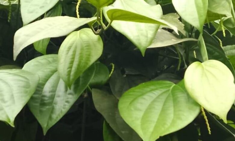 As monsoon rains falter, Wayanad farmers in Kerala fear poor harvest