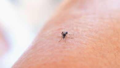 It’s a bad idea to scratch bug bites, research says