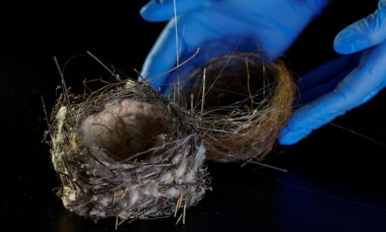 Military technology’s environmental impact: A bird’s nest made of fibre-optic cable
