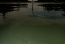 E Pluribus Algae: Why Green Pond Scum Is as American as Red, White and Blue